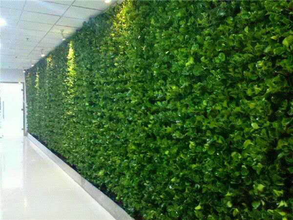 長(zhǎng)沙植物墻